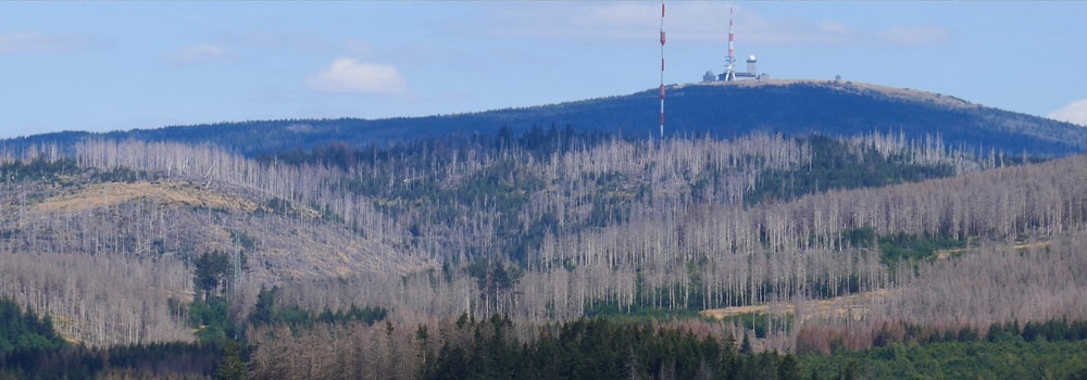 Der tiefe Wald im Harz